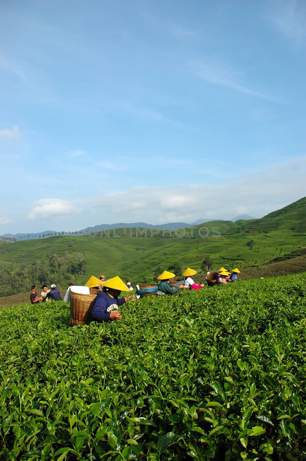 people picking up tea in rancabolang mountain, west java-indonesia