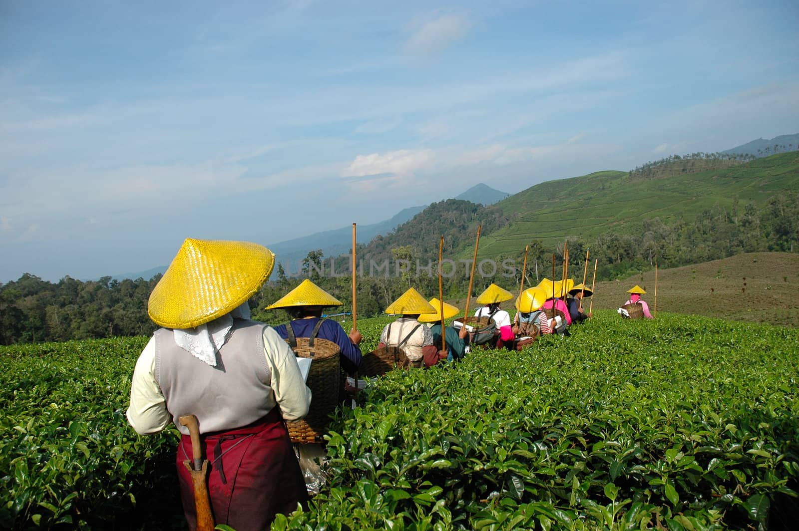 people picking up tea in rancabolang mountain, west java-indonesia
