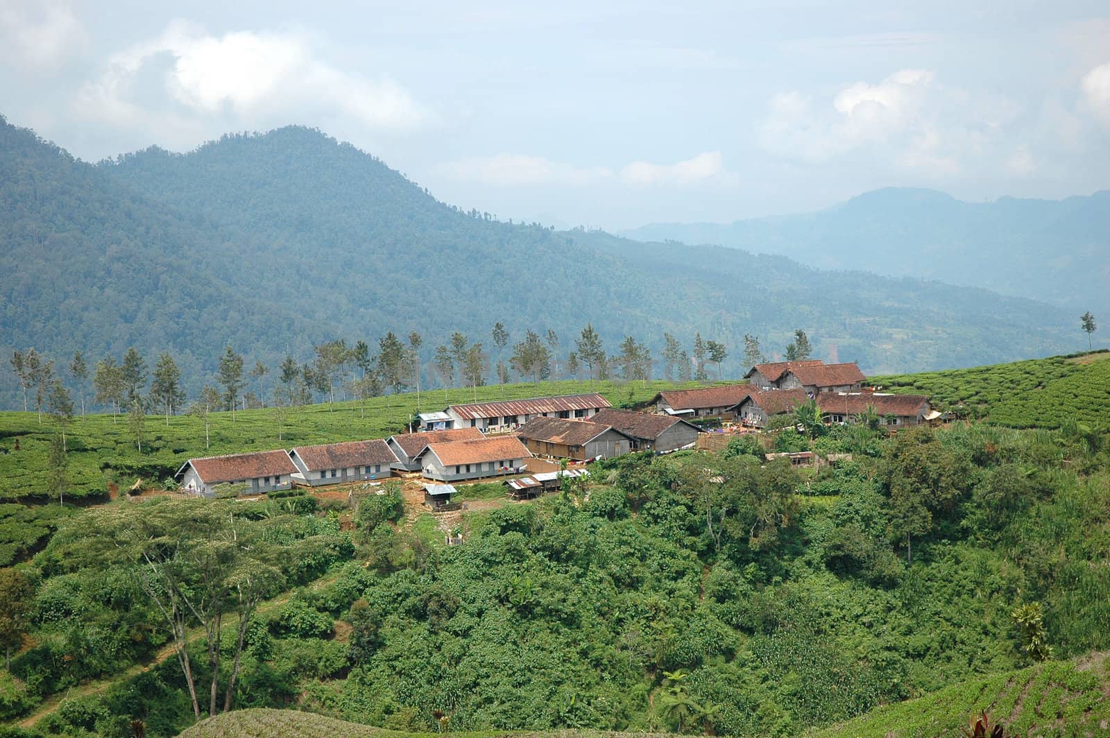 tea plantation in rancabolang mountain, west java-indonesia