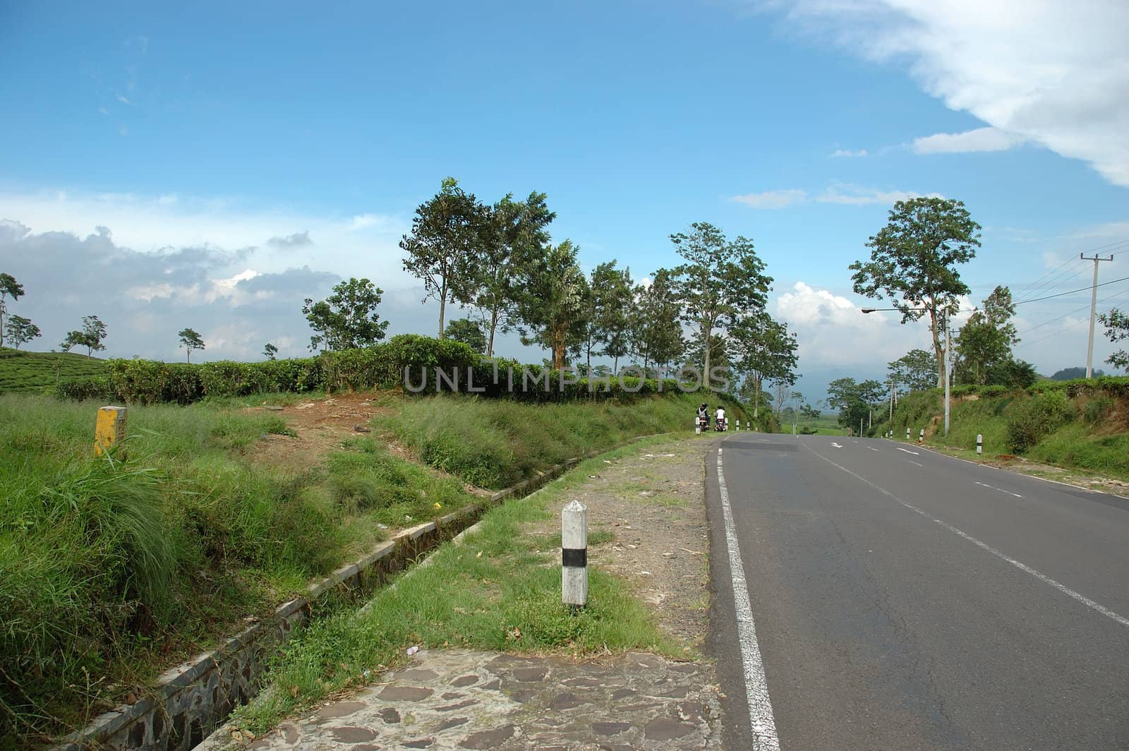 tea plantation in rancabolang mountain, west java-indonesia