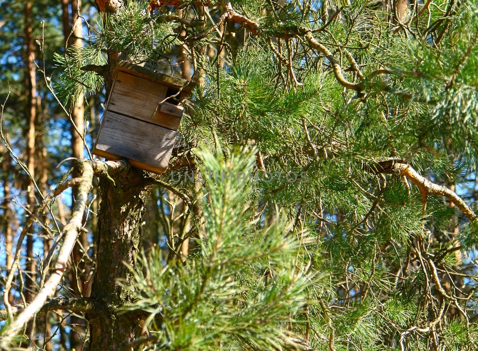 bird house in wood                              