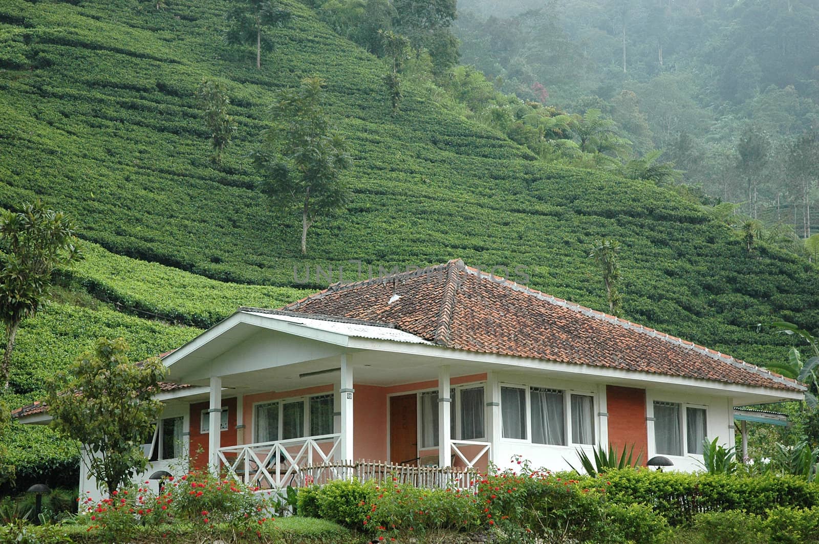 worker village in rancabolang tea plantation, west java-indonesia