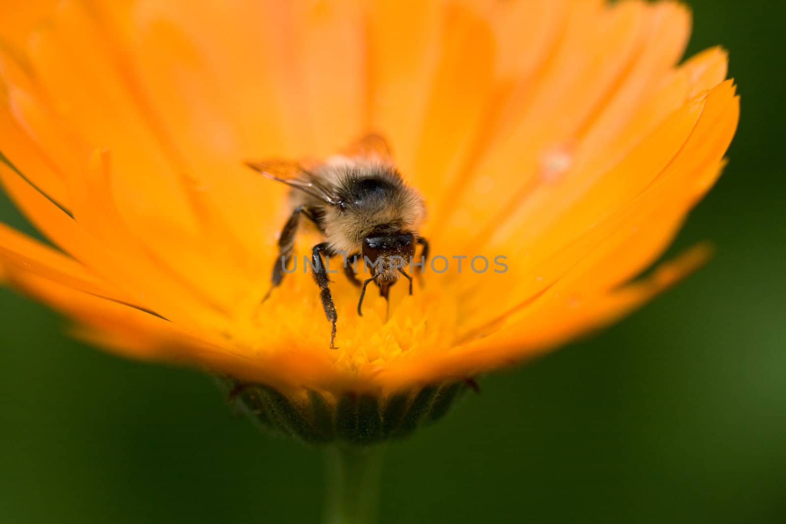 close up of a bee on a flower, macro, shallow DOF