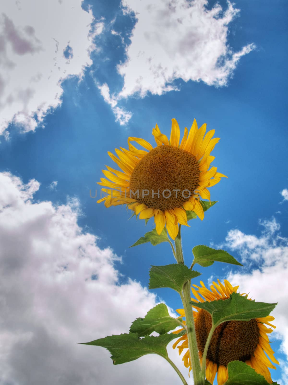 beautiful sunflower field under blue sky and clouds hdr processed