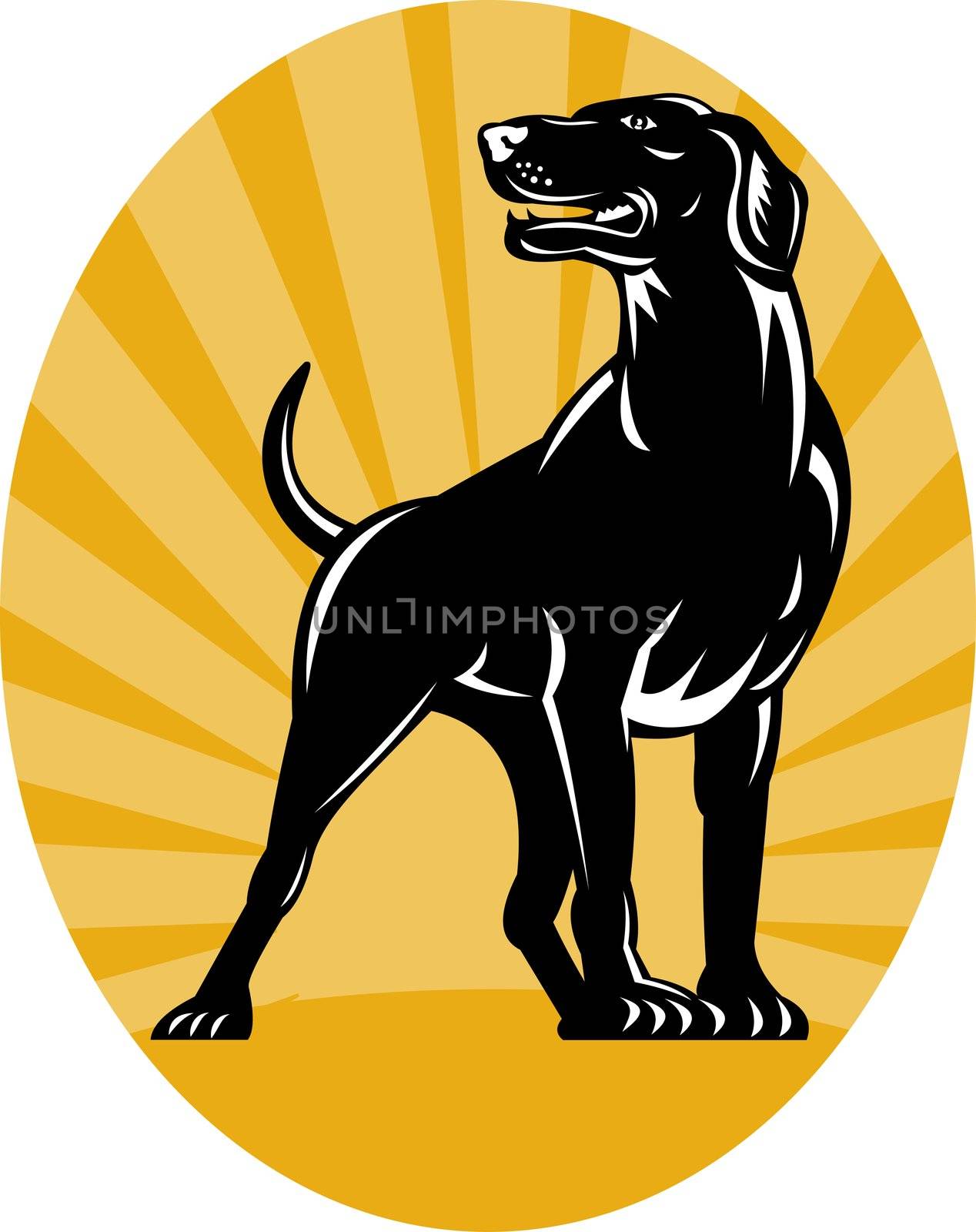 illustration of a Pointer dog with sunburst in background done in retro style set inside an oval.