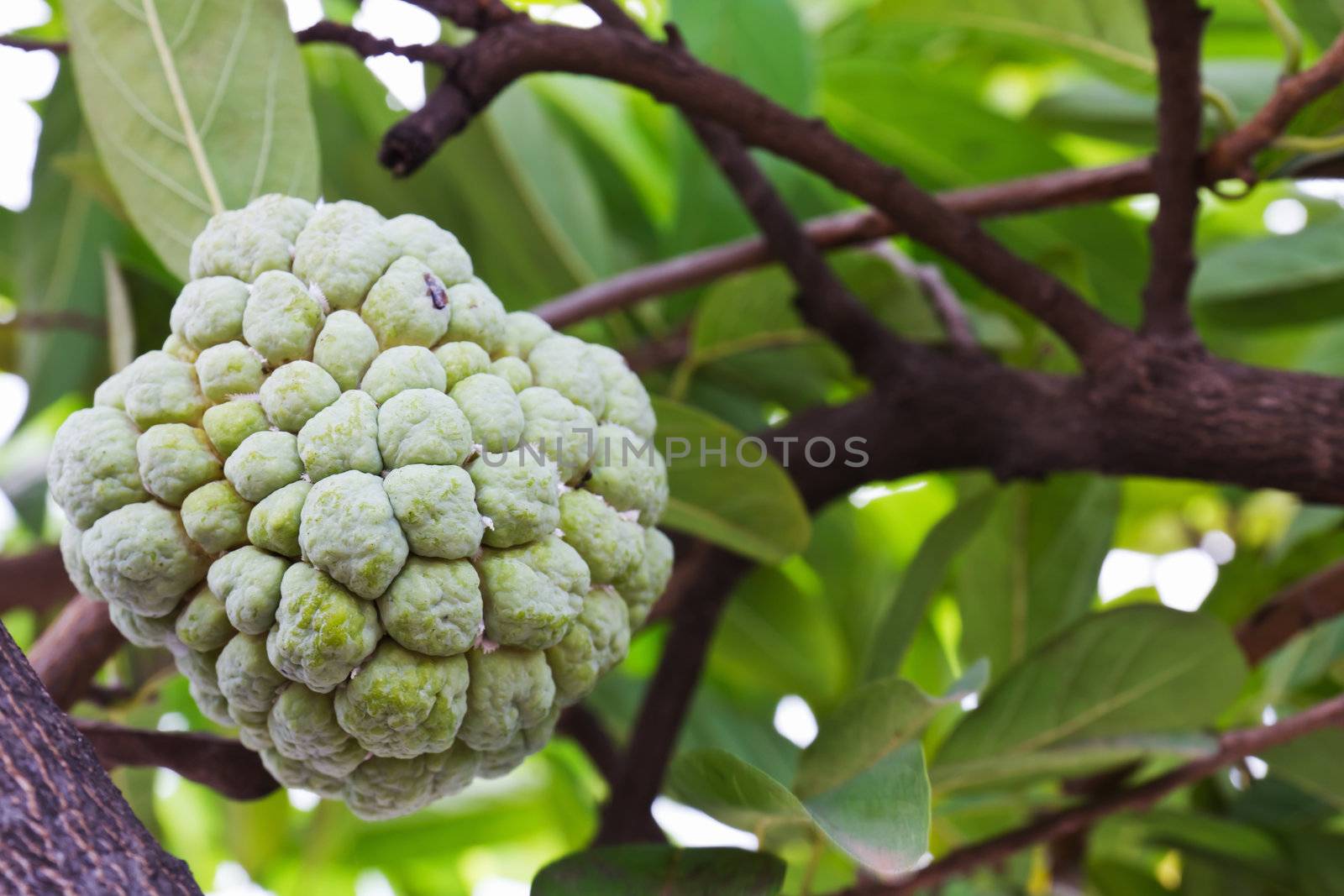 Custard apple growing on tree by stoonn