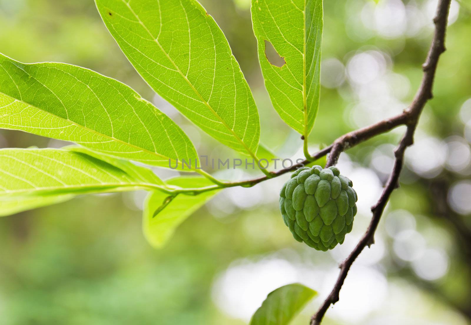 Custard apple growing on tree in nature