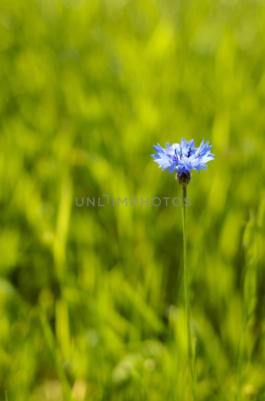 Flowery green field with a flower closeup