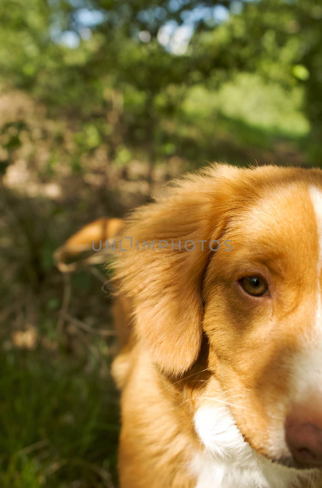 Nova Scotia Duck Toller dog in a forest closeup