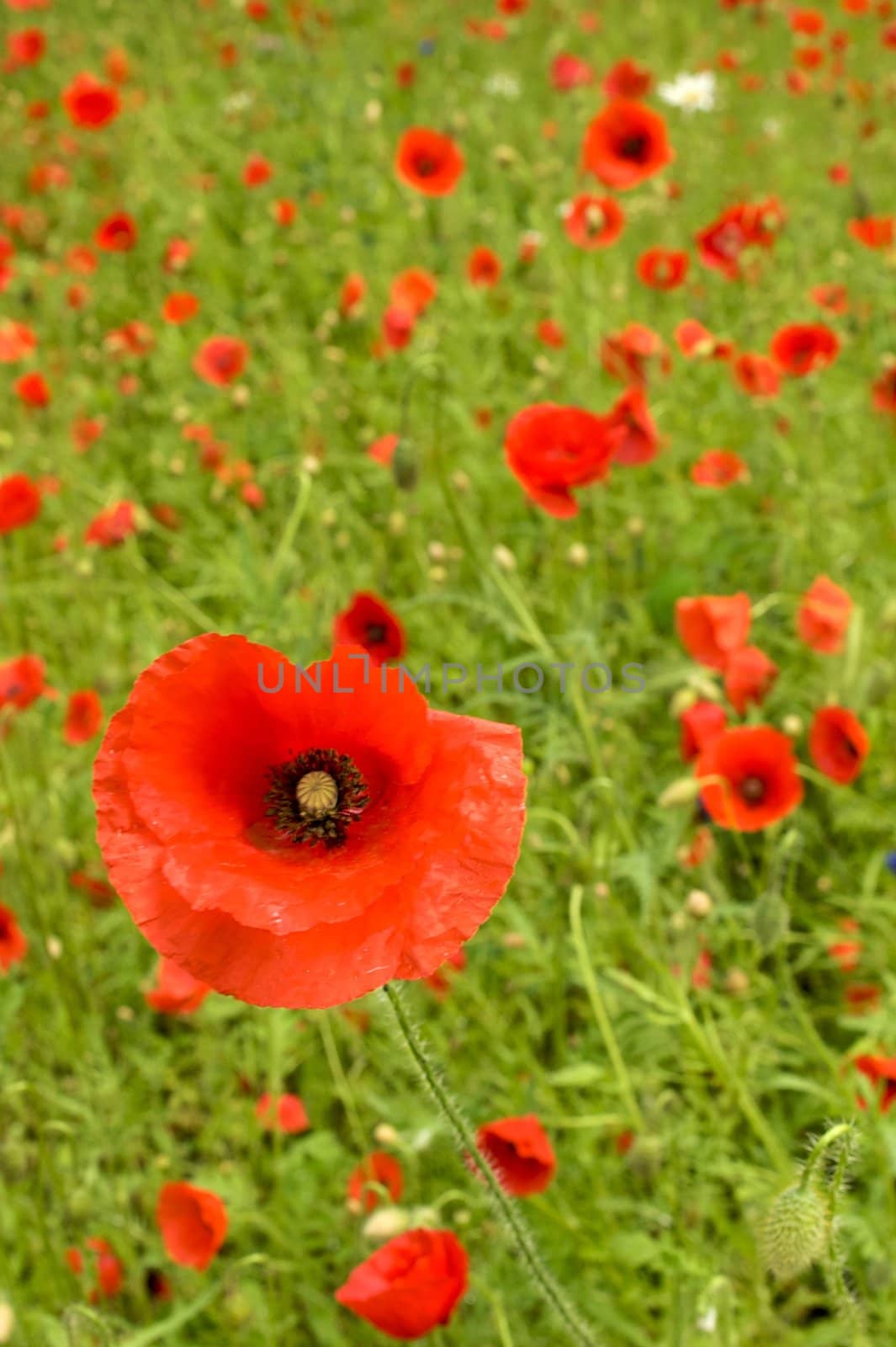 Flowery field filled with red poppies