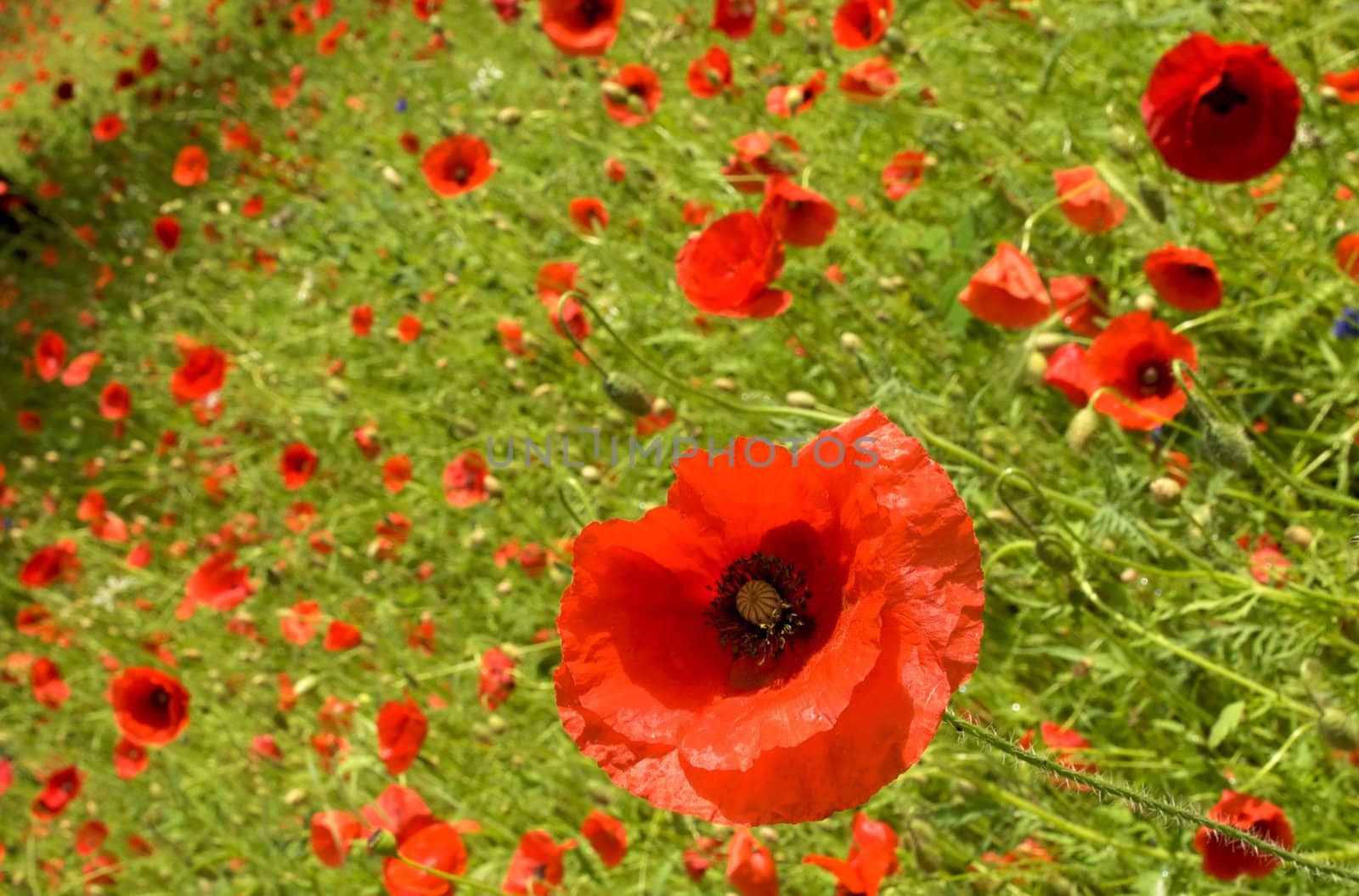 Poppy field by twieja