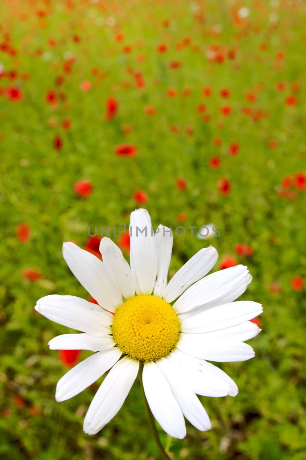 Flowery green field with a flower closeup