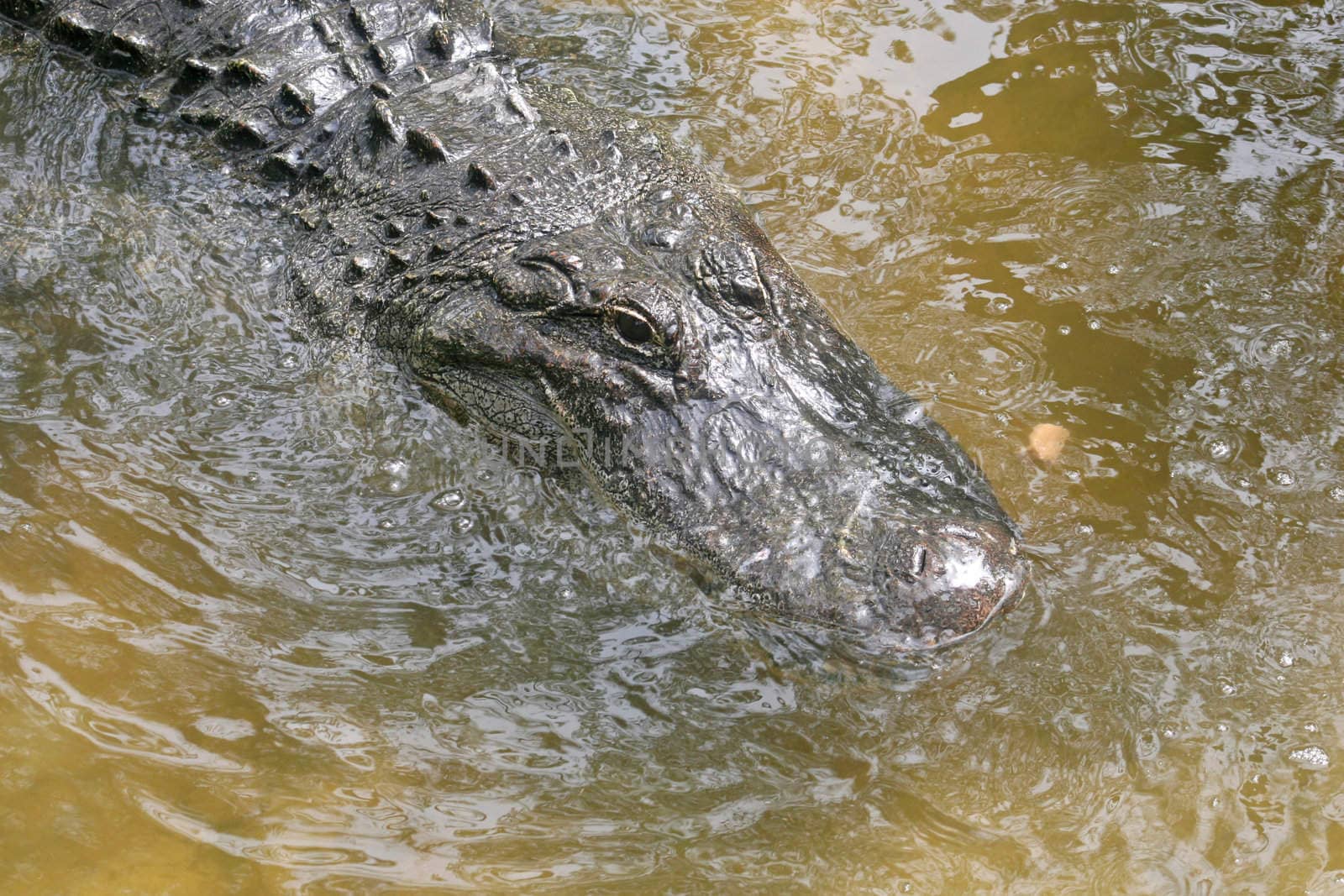 A close-up of an alligator laying in water