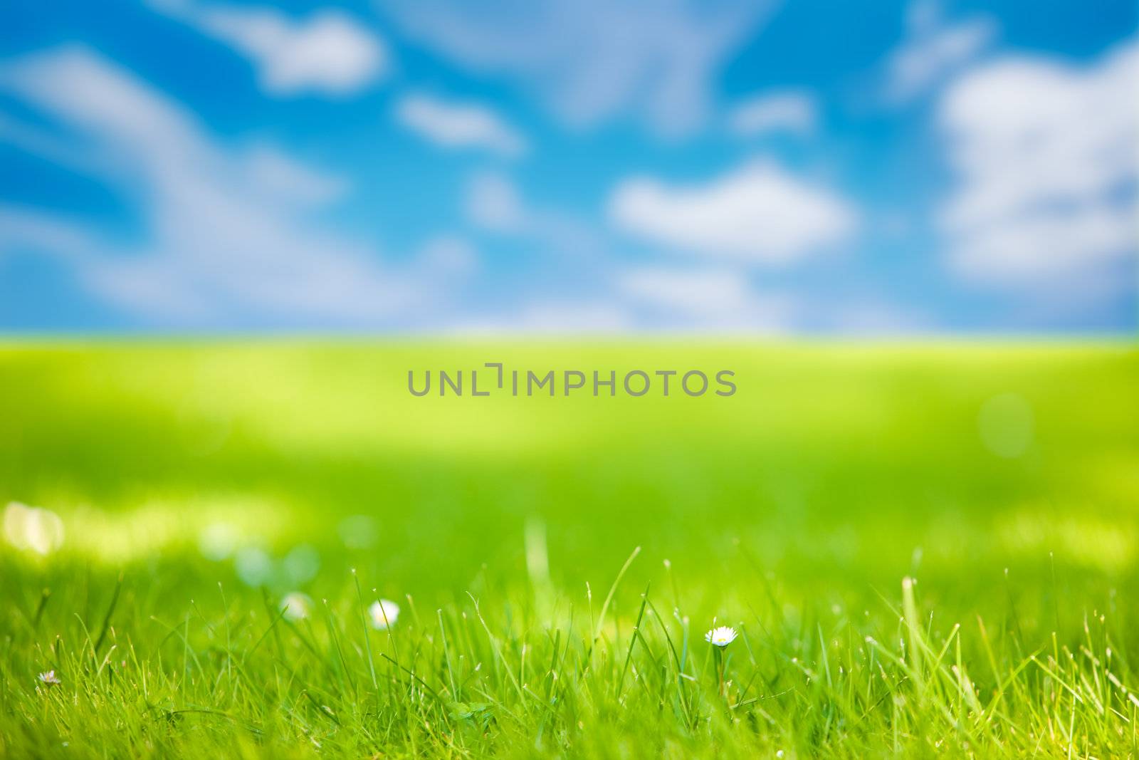 Image of a summer meadow under a blue sky
