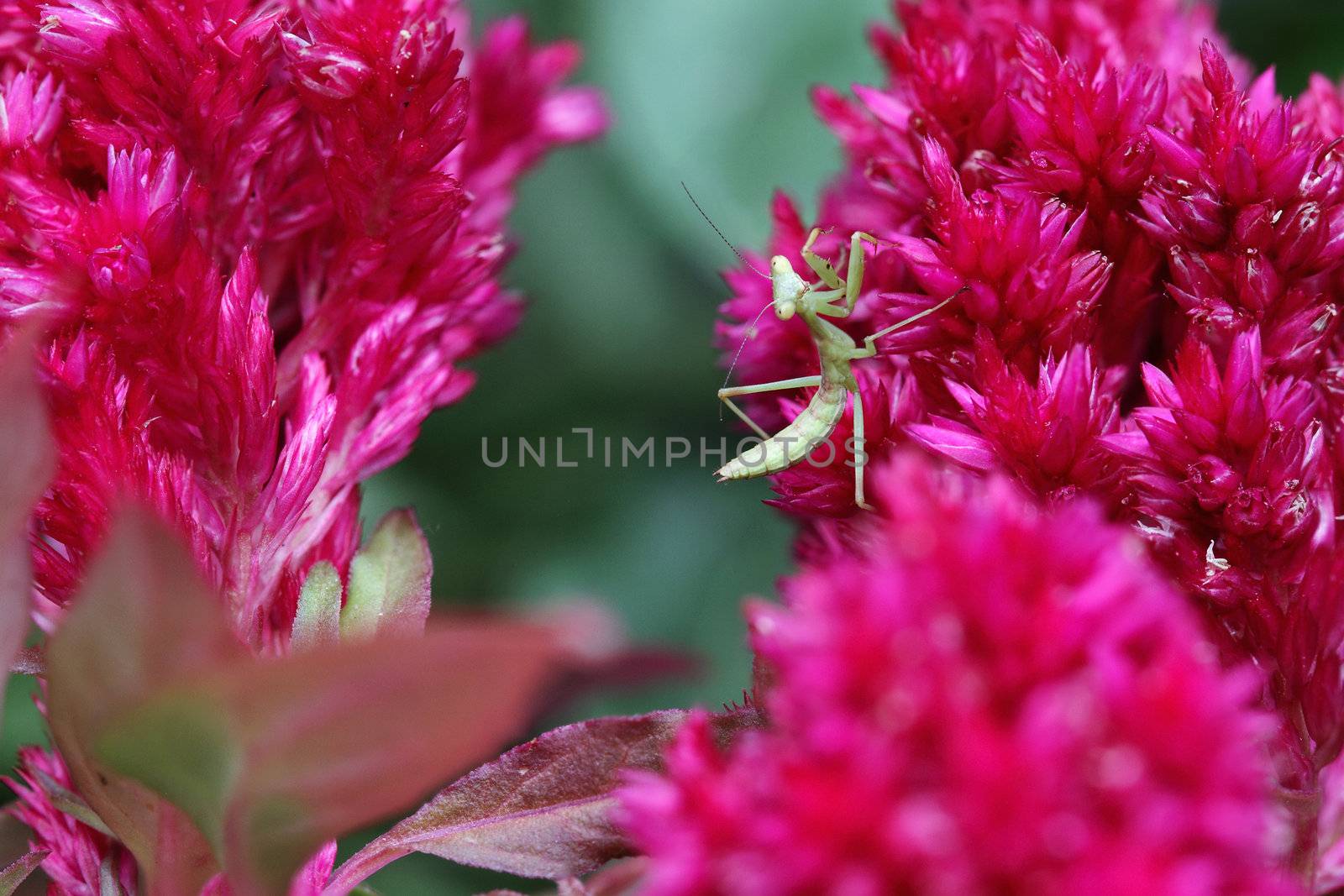 Baby Praying Mantis in a flower garden. 