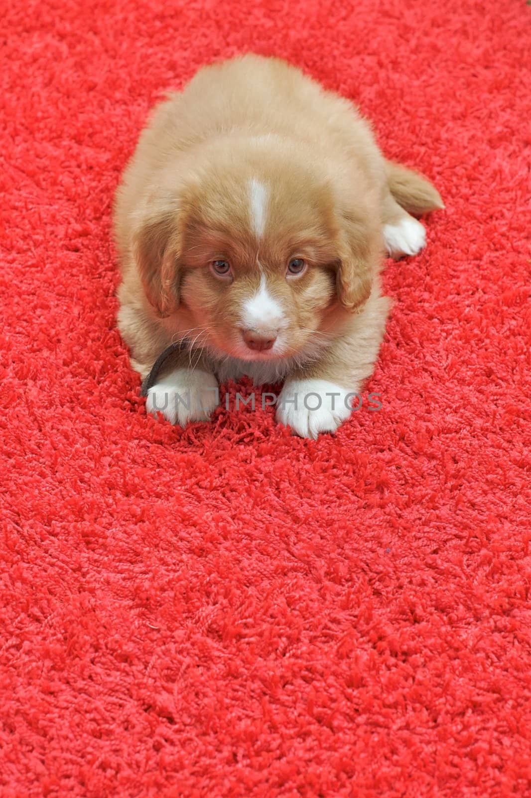 Nova Scotia Duck Toller puppy on a red carpet