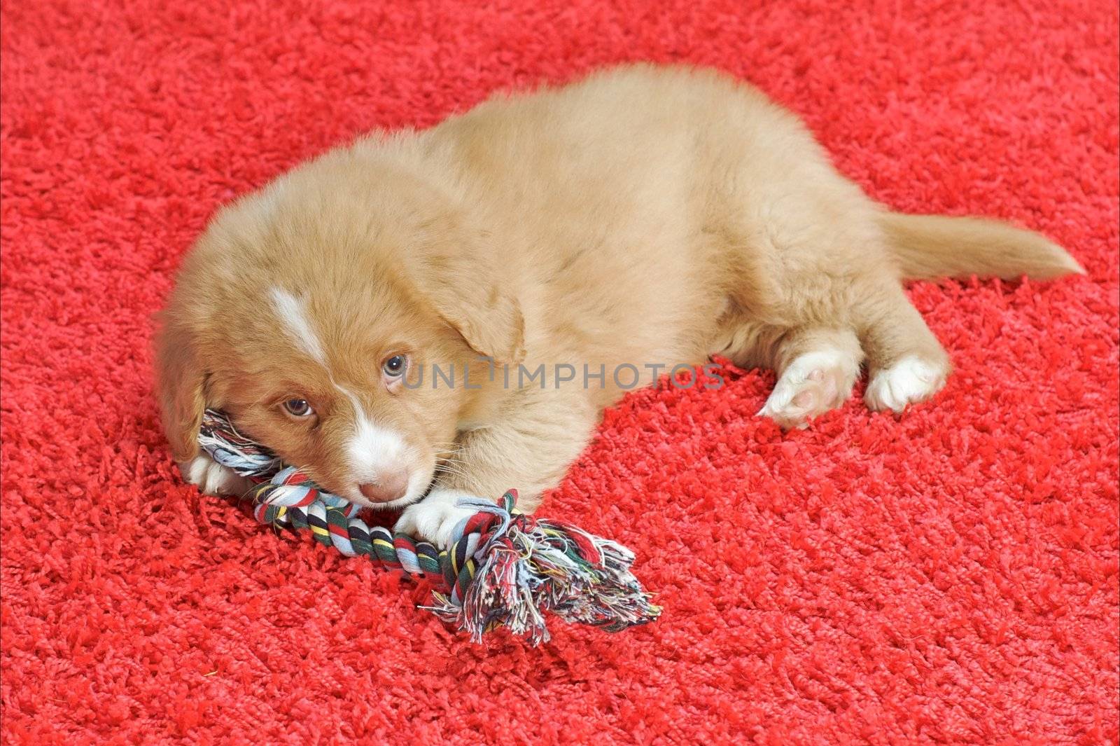 Nova Scotia Duck Toller puppy on a red carpet