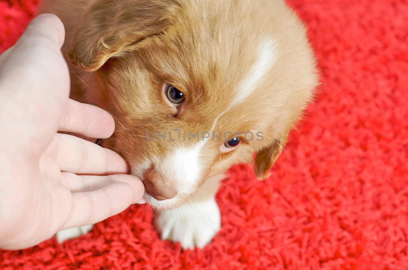 Nova Scotia Duck Toller puppy on a red carpet