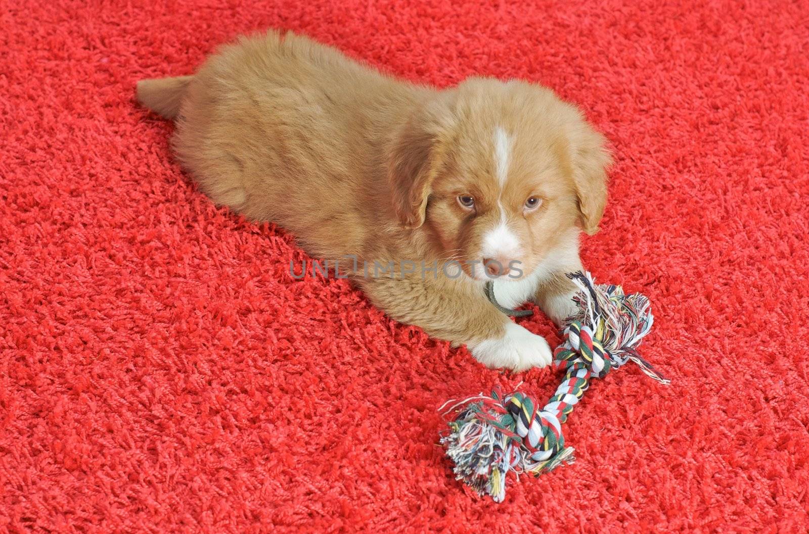 Nova Scotia Duck Toller puppy on a red carpet