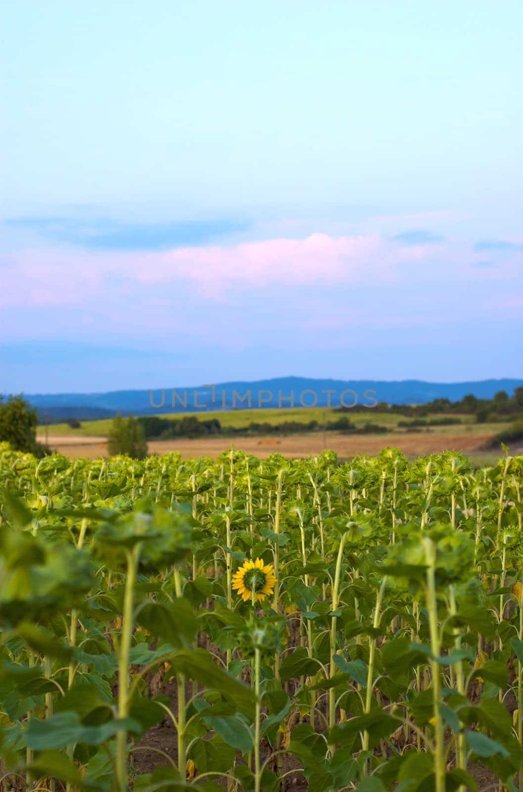 Sunflower field in central France at dusk in summer
