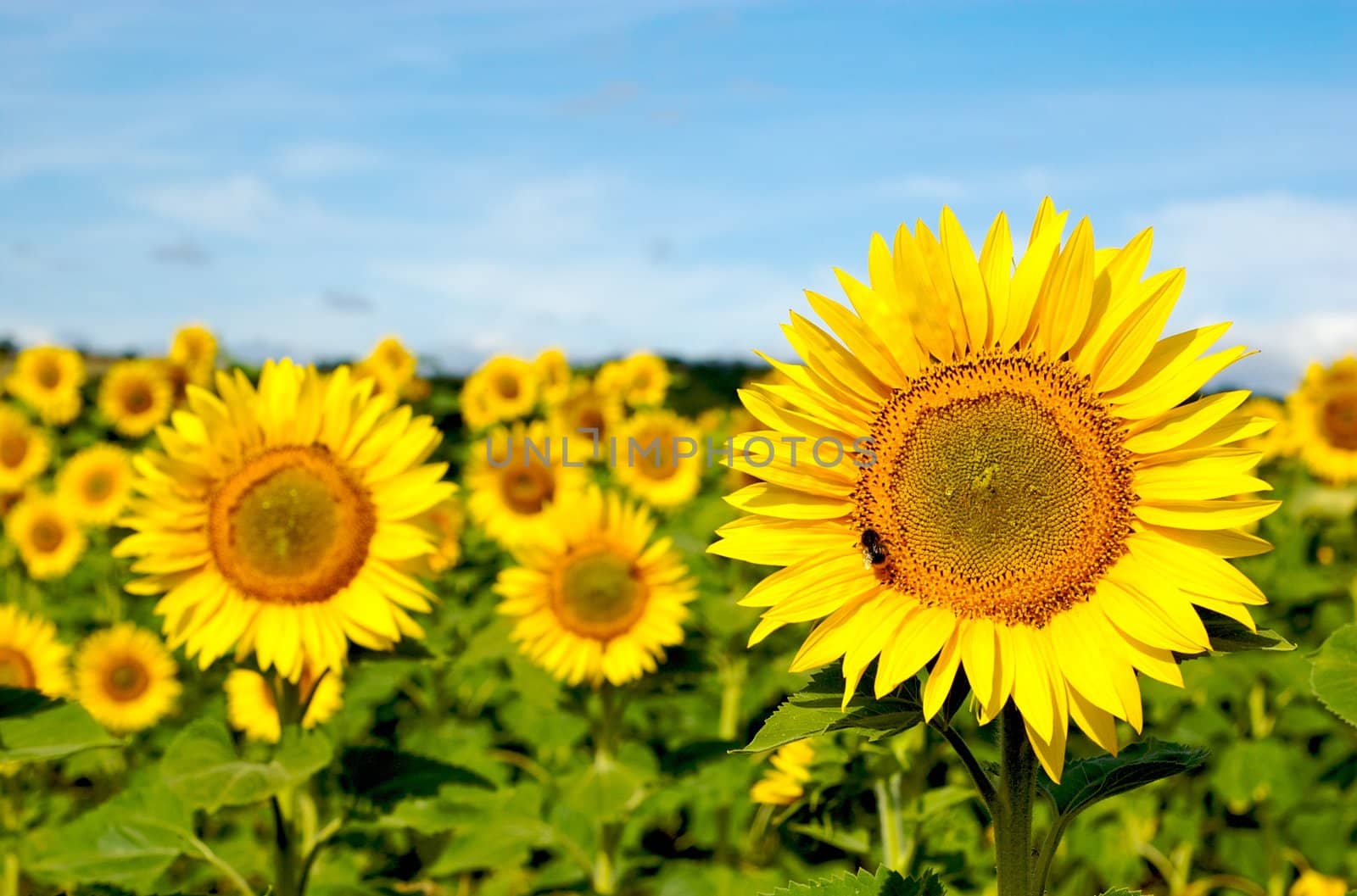 Sunflower field by twieja