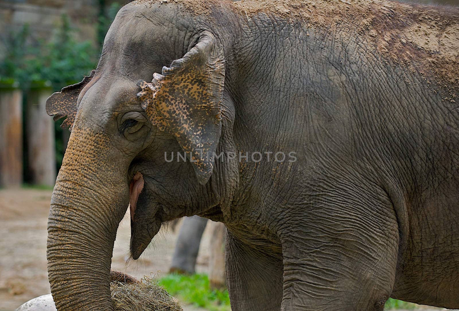 Young elephant holding hay in his trunk with mouth open.