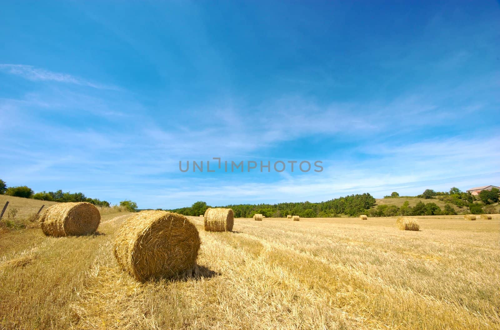 Francuskie zniwaWheat field in central France (Auvergne) in summer