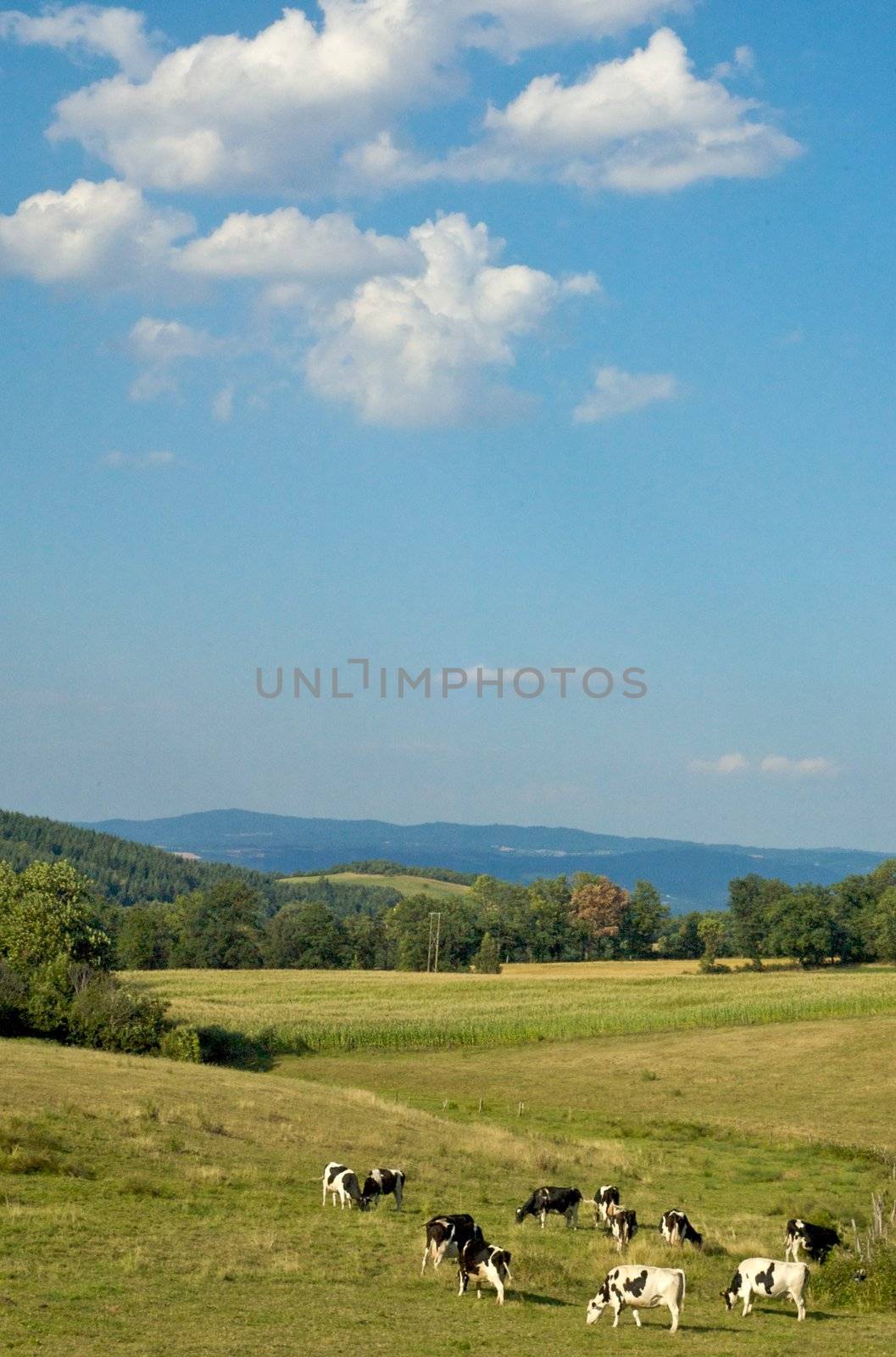 Cows herding n central France (Auvergne) in summer