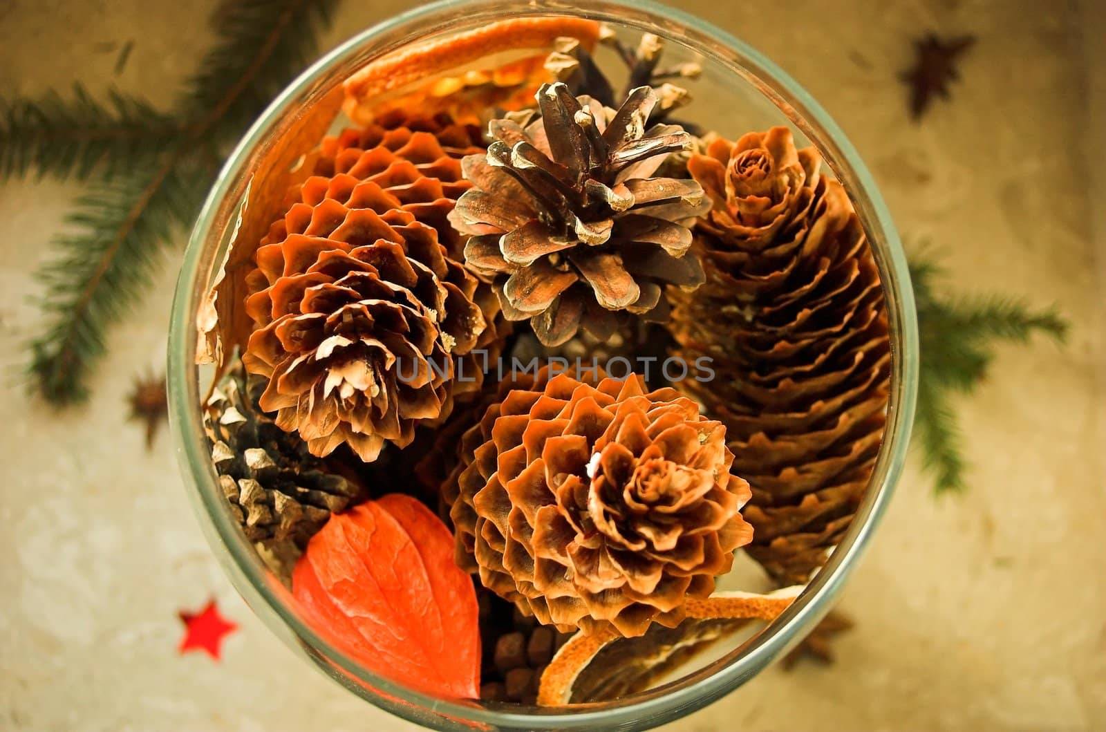 Pine cones by twieja