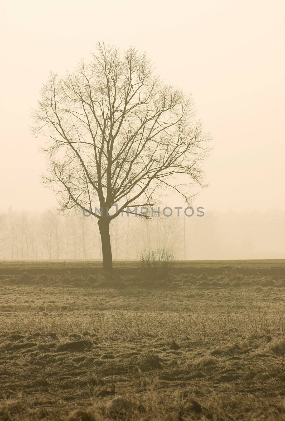 Tree silhouette