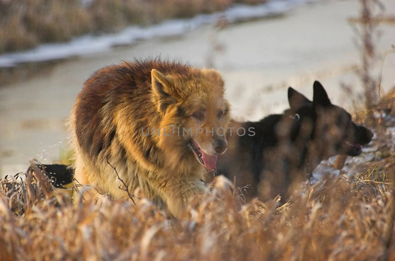 Two German Shpeherds on a walk by a canal