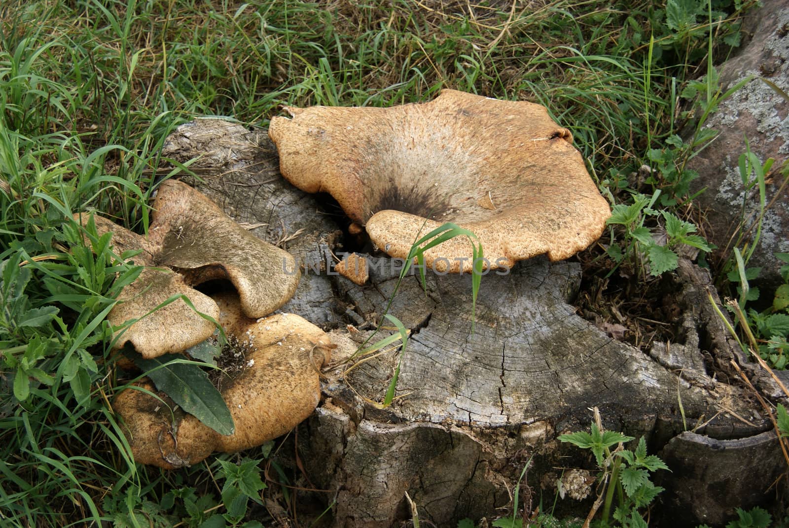 Group mushrooms on a stump of tree