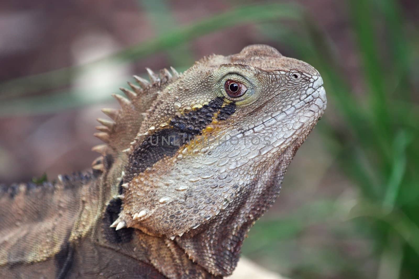 The Australian Water Dragon, Physignathus lesueurii, is an arboreal agamid species native to Eastern Australia from Victoria north to Queensland.
Long powerful limbs built for swimming with a prominent nuchal and vertebral crest.