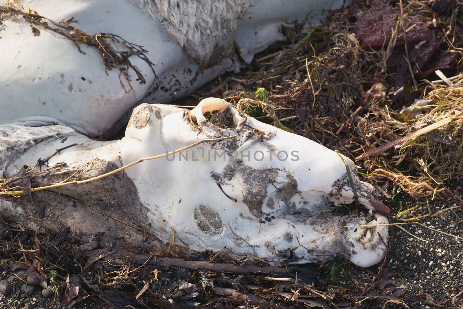 A dead sheep sunbathes on a bed of seaweed and sticks after recent floods.