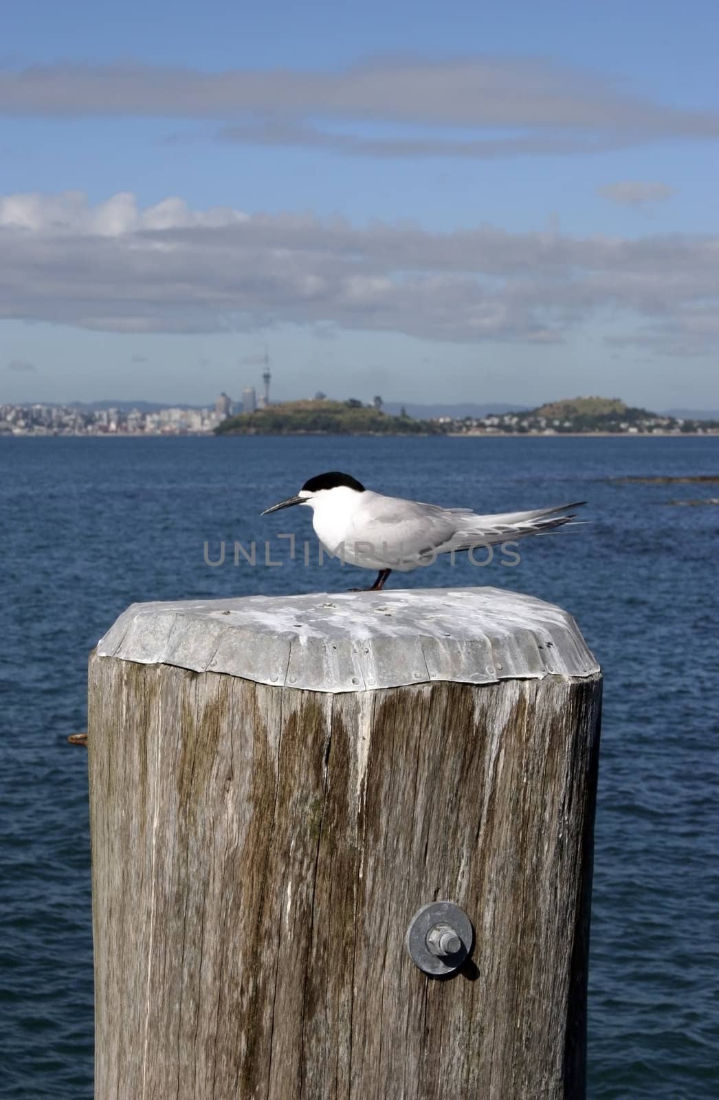 A bird roosts on a pole with Auckland City, New Zealand in the background