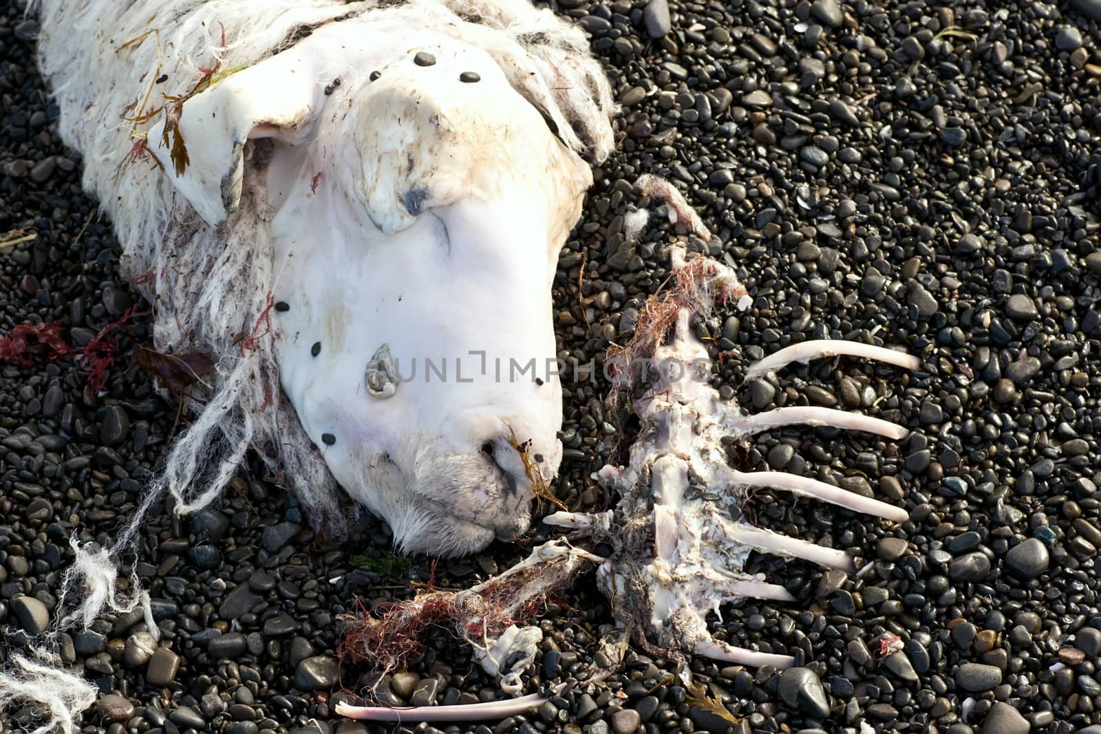 A dead sheep sunbathes on the stoney beach after recent floods.