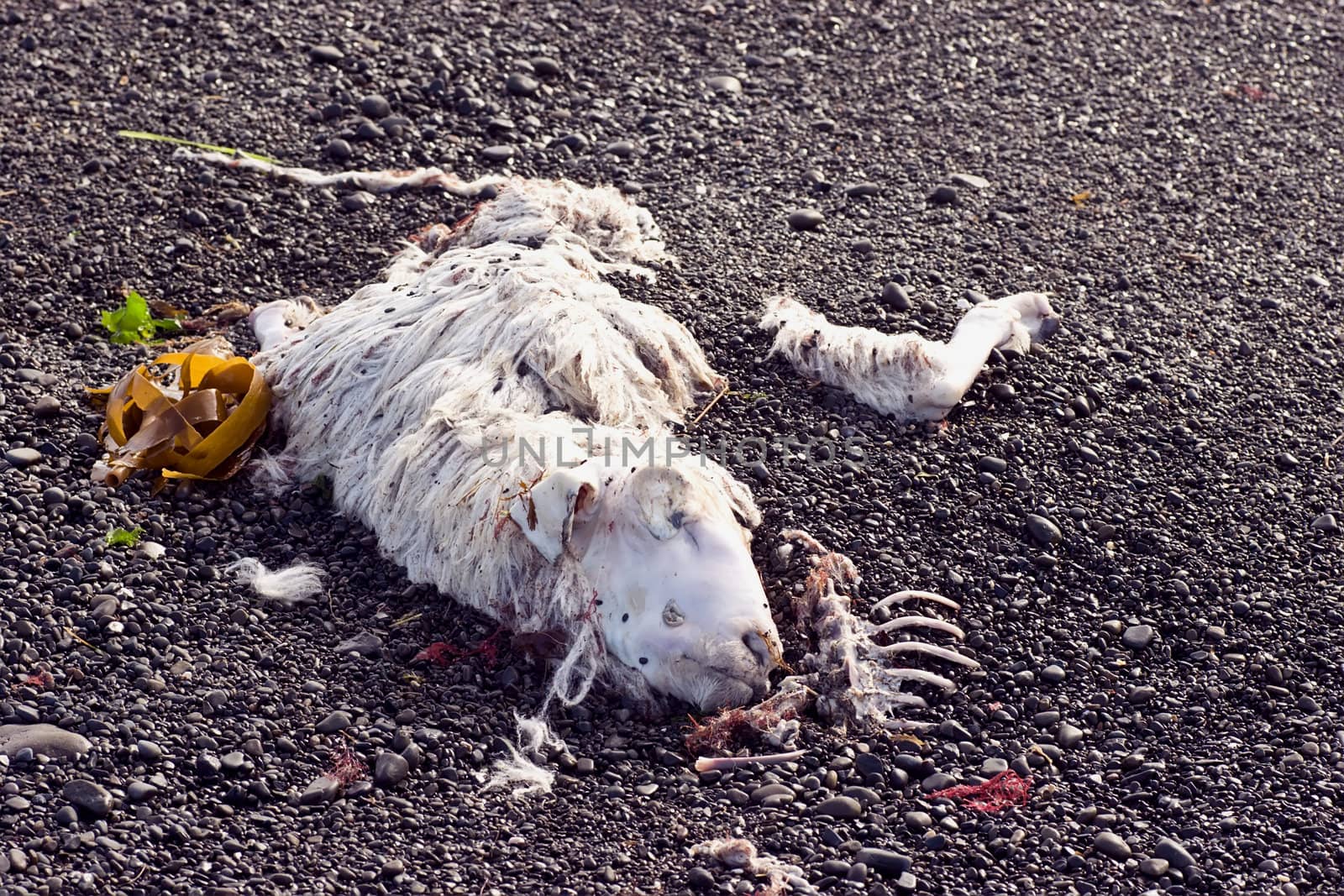 A dead sheep sunbathes on the stoney beach after recent floods.