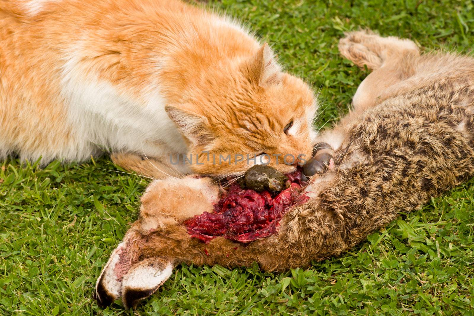 A domestic cat tucks into a meal of a freshly caught rabbit. The cat consumed most of the internal organs first.