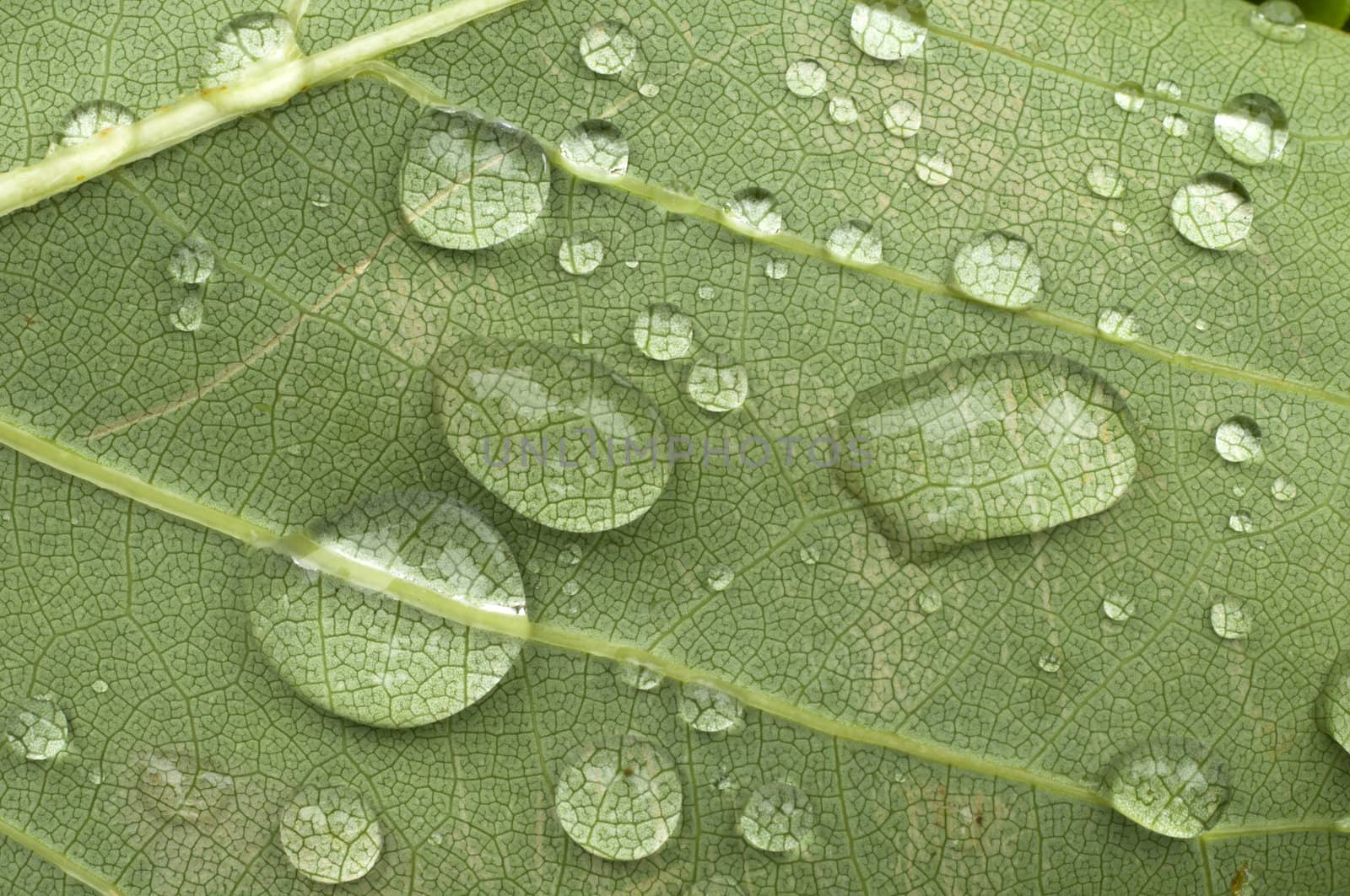 Rain drops on green leaf with vains