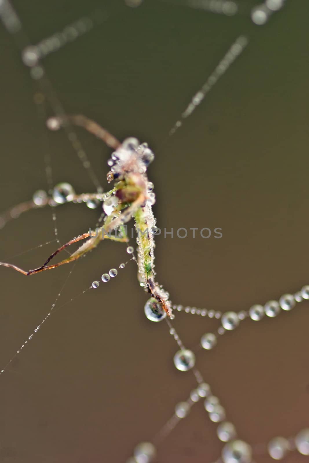 An insect caught in a spiderweb with early morning dew on it.