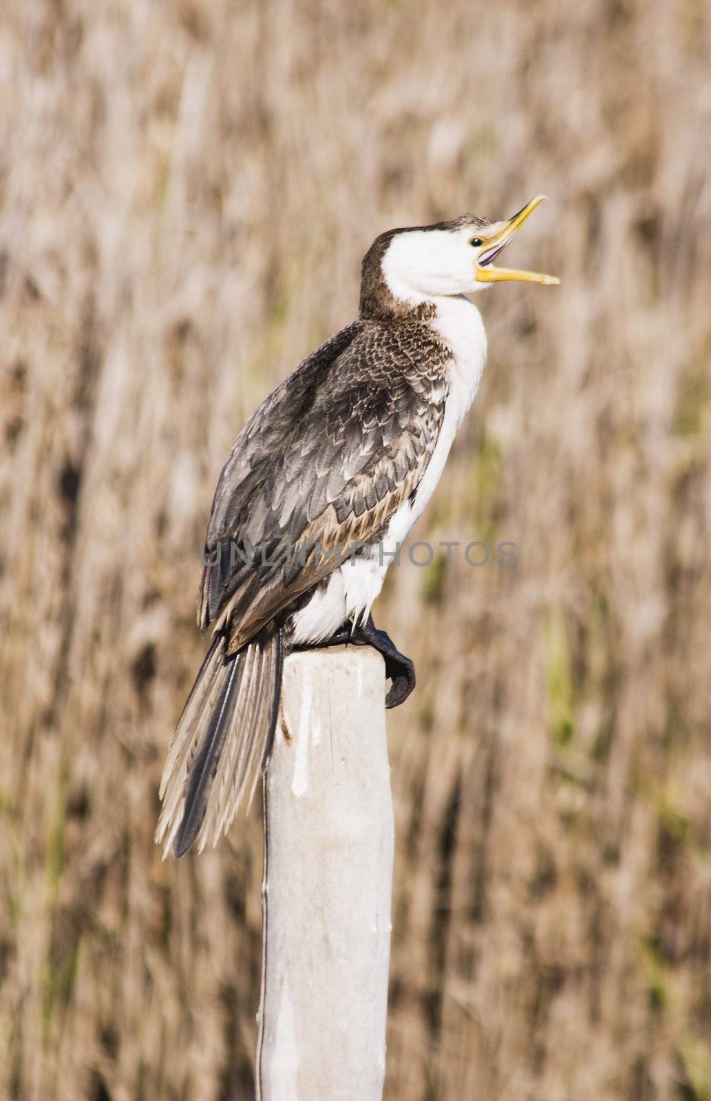 A cormorant sitting on a post. Haumoana Wetlands, Hawke's Bay, New Zealand