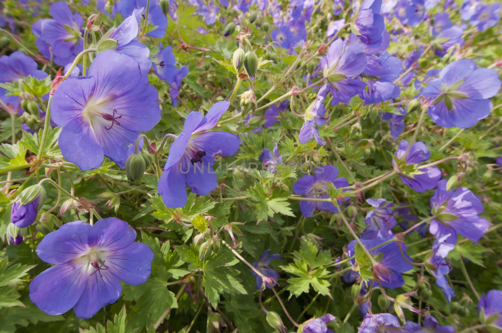 Bush of flowering Geranium maculatum, the Spotted Geranium, Wood Geranium, or Wild Geranium