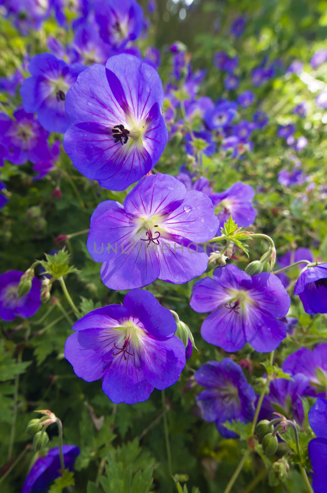 Bush of flowering Geranium maculatum, the Spotted Geranium, Wood Geranium, or Wild Geranium