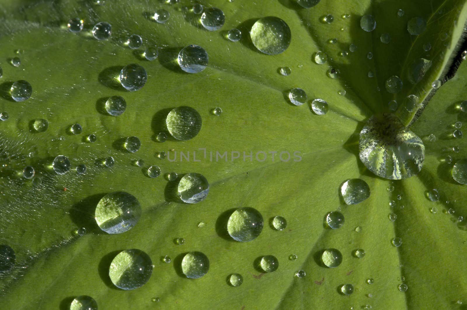 Rain drops on green leaf with vains