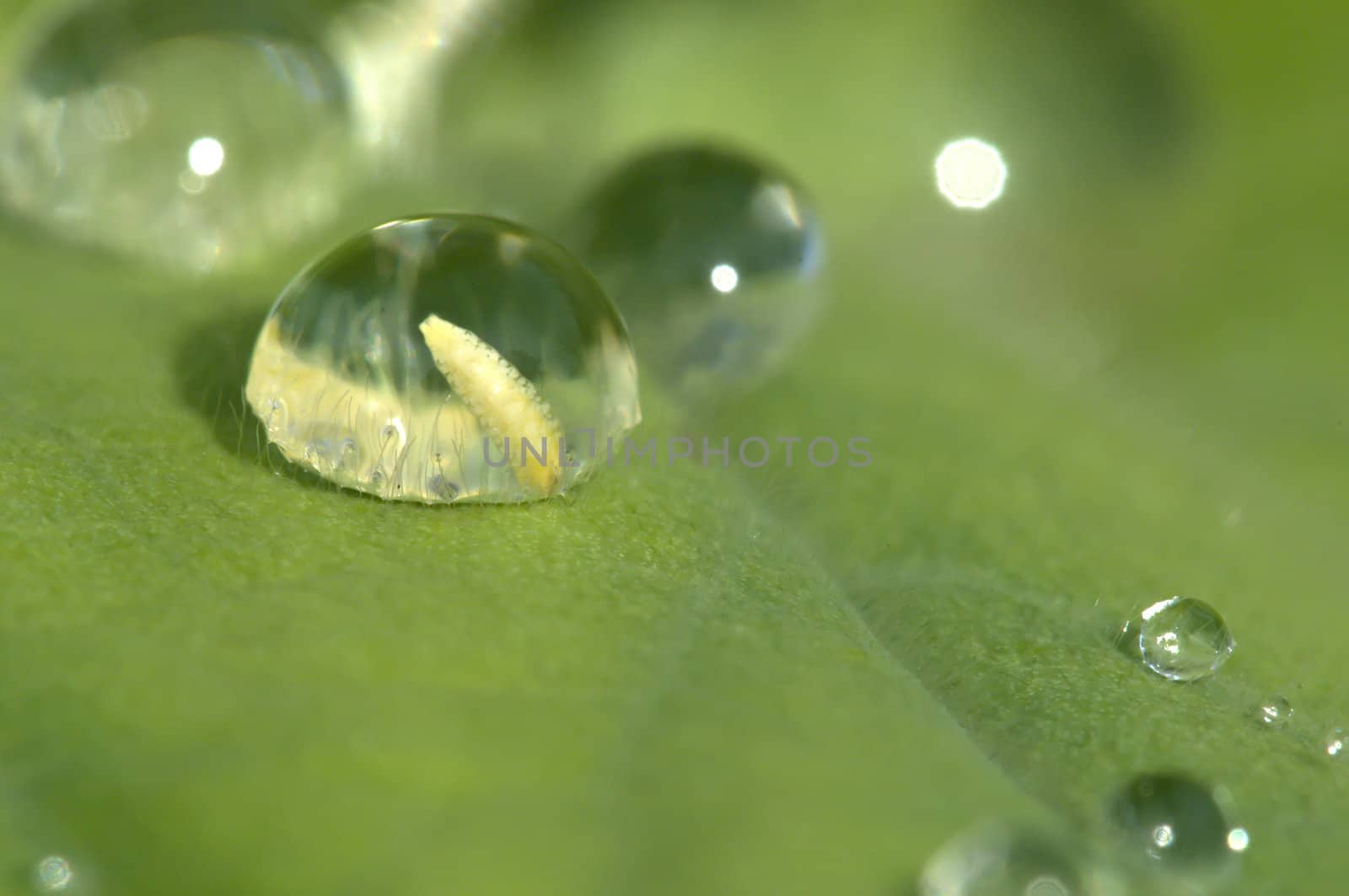 Life in a drop of rain on a green leaf