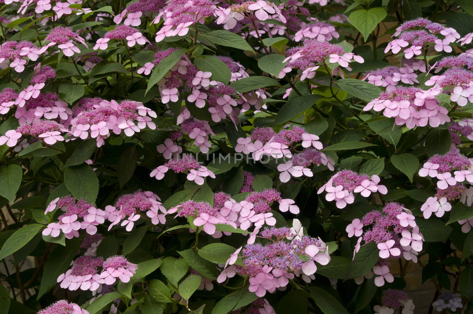 Bush of pink Hydrangea plants in full bloom