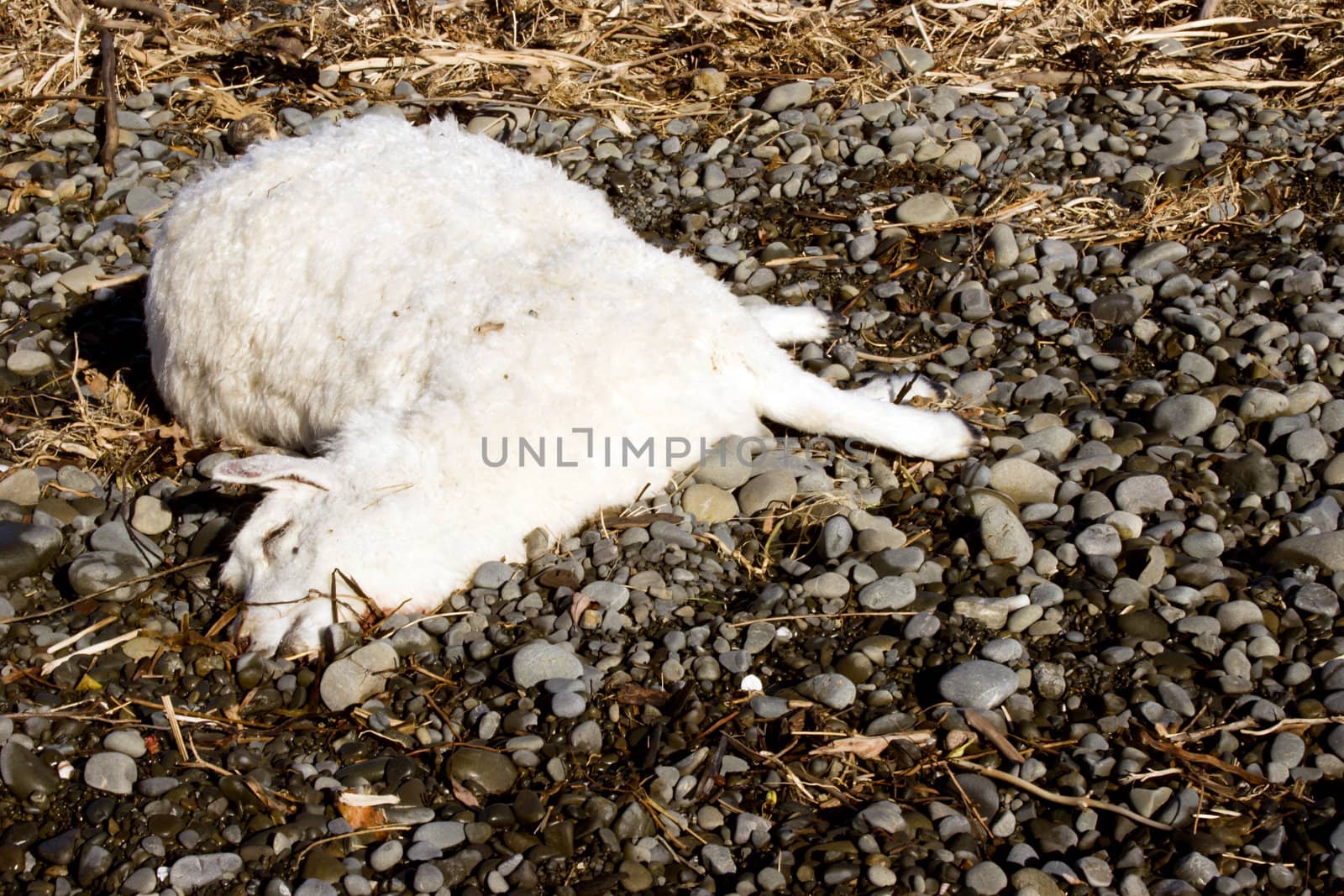 A dead sheep lies on the riverbed where it has been washed up.