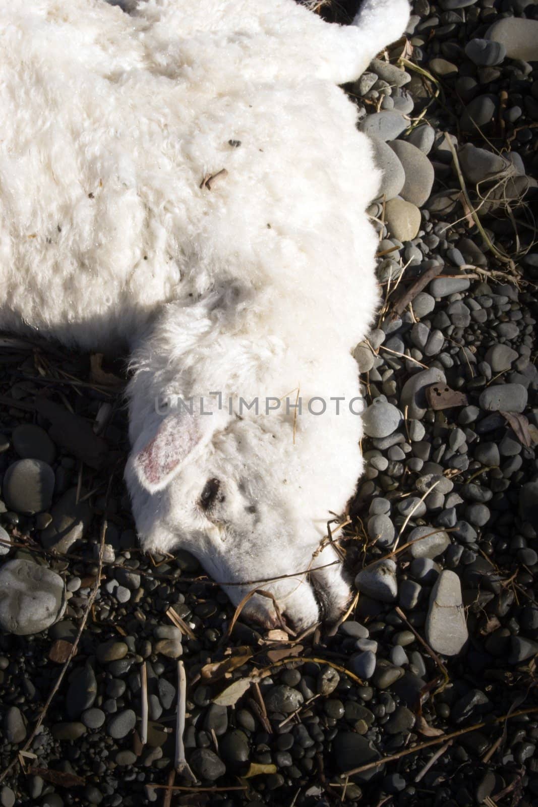 A dead sheep laying on the riverbed where it washed up