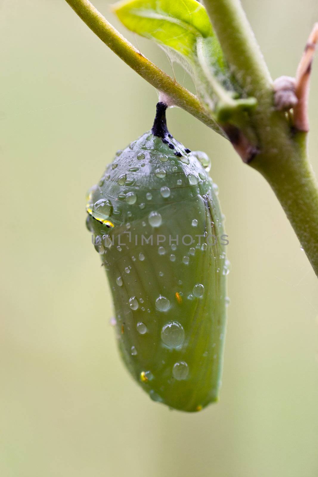 Early morning dew drops rest on a monach butterfly crysalis