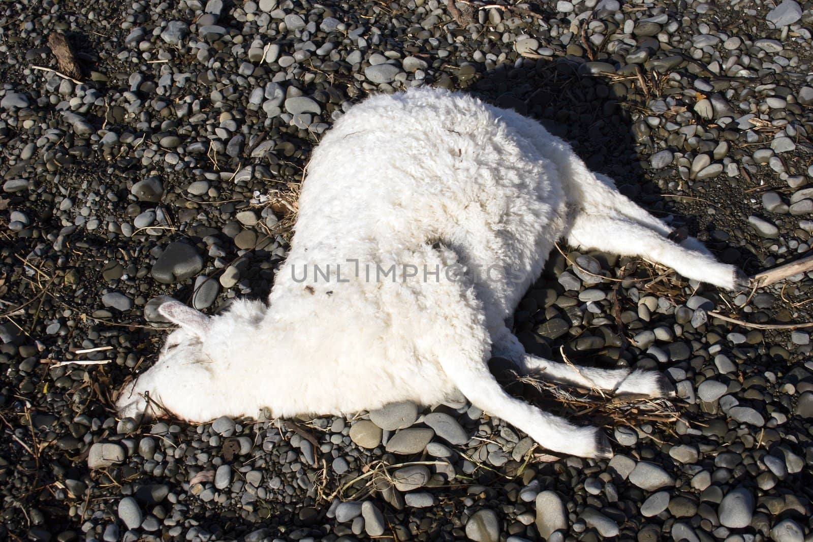 A dead sheep lying on the riverbank